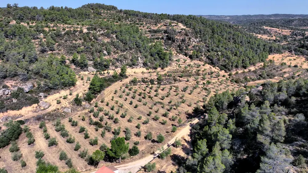 Catalonia Expects Significant Increase in Olive Oil Production