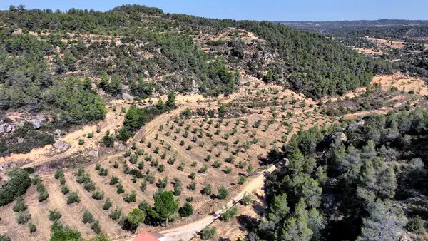 Catalonia Expects Significant Increase in Olive Oil Production