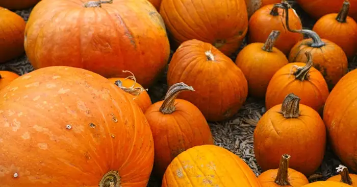 [Receta de temporada] Calabaza madura con un dulzor suave y atractivo