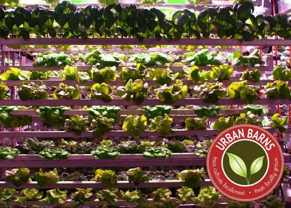Urban Barns’ Cubic Farming Seeks to Change the Future of Urban Farming one Head of Lettuce at a Time