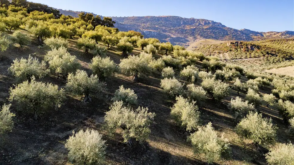 Esta empresa española de aceite de oliva, con 185 años de antigüedad, sigue innovando para satisfacer las necesidades del momento