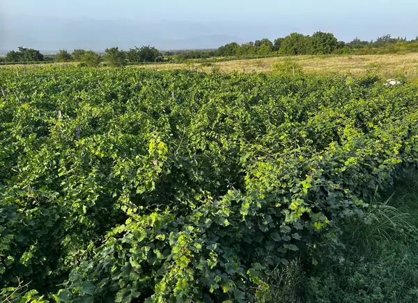 Georgia, the untouched paradise (II wines)
