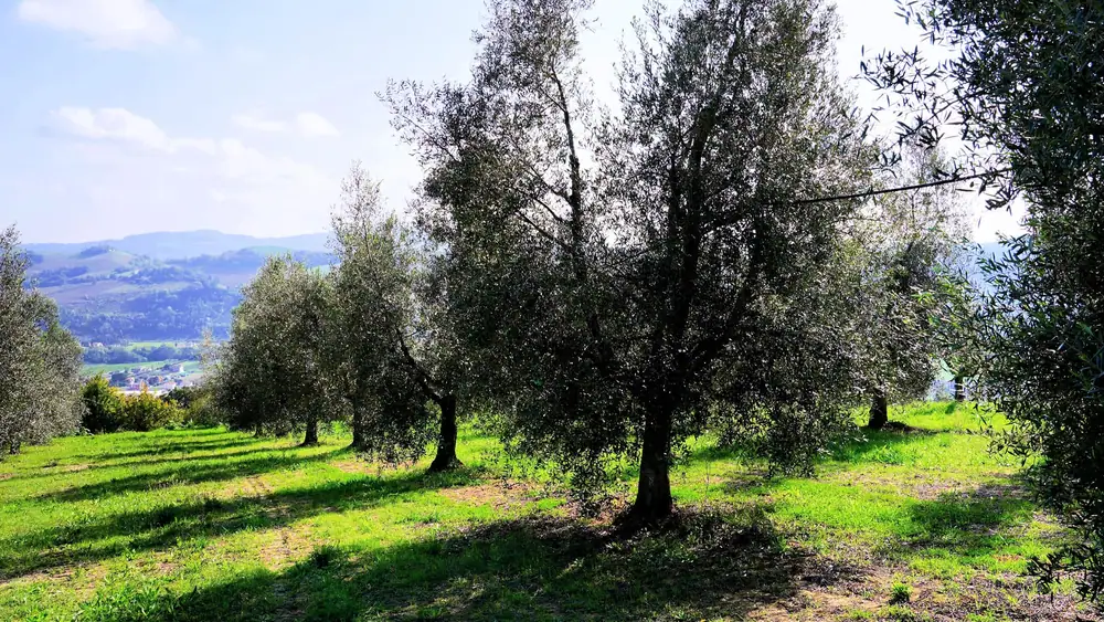 Una empresa familiar de aceite de oliva prospera en el centro de Italia