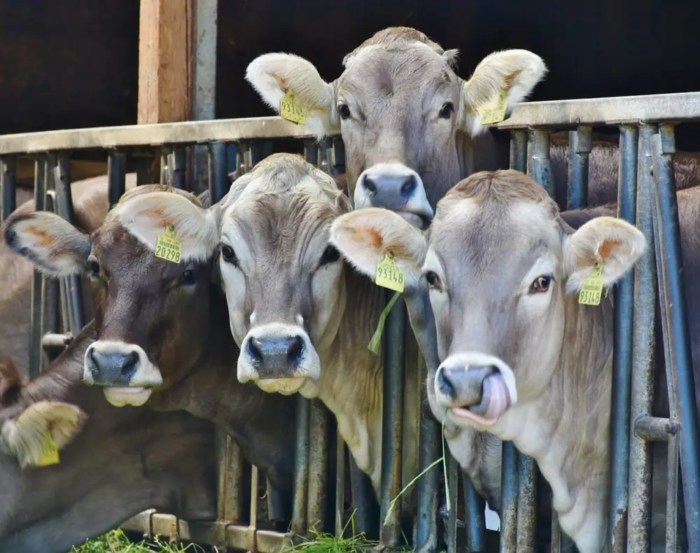 Land O’Lakes Hopes to Boost Animal-Based Dairy with Startup Accelerator in Face of Alternative Competition