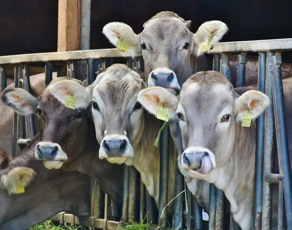 Land O’Lakes Hopes to Boost Animal-Based Dairy with Startup Accelerator in Face of Alternative Competition