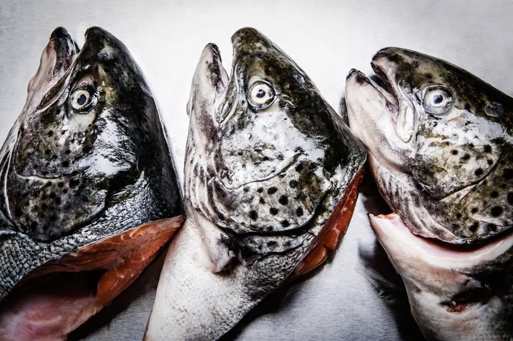 Fear Not the Fish Head