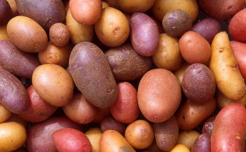 ¿Cuál es la mejor patata para hacer puré?