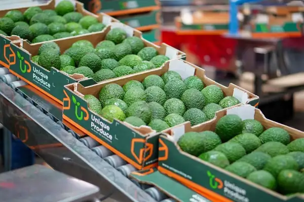 “The recovery of Moroccan avocados depends on discipline at the start of the season.”