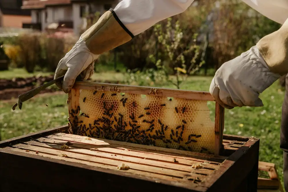 What makes honey one of the world's most sustainable foods?