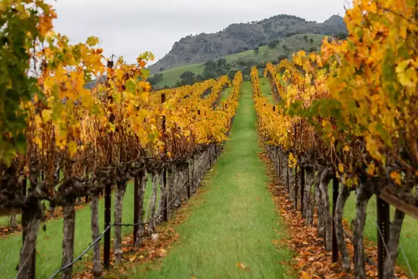 El vino de California vuelve a quedar en evidencia al intensificarse la disputa comercial entre Estados Unidos y Canadá