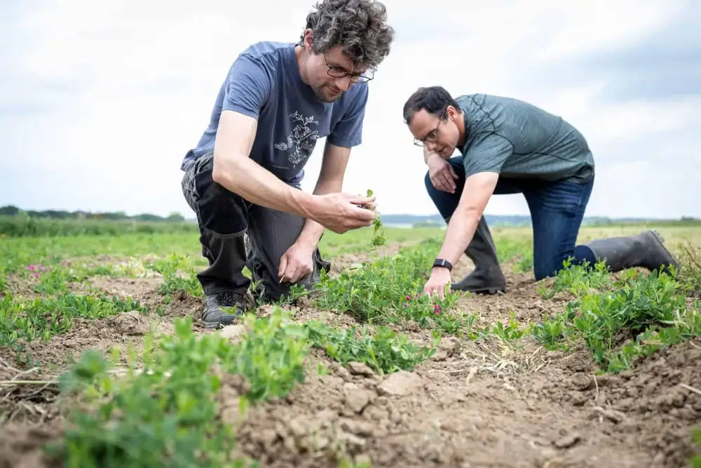 €5M Funding Backs Aardaia’s Bid to Turn a Forgotten Legume Into Europe’s Next Protein Crop