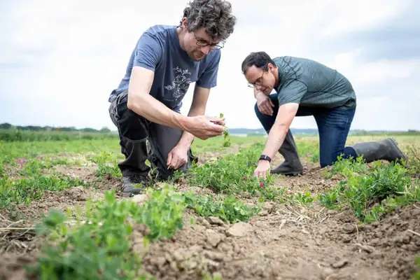 Una financiación de 5 millones de euros respalda la apuesta de Aardaia por convertir una leguminosa olvidada en el próximo cultivo proteico de Europa