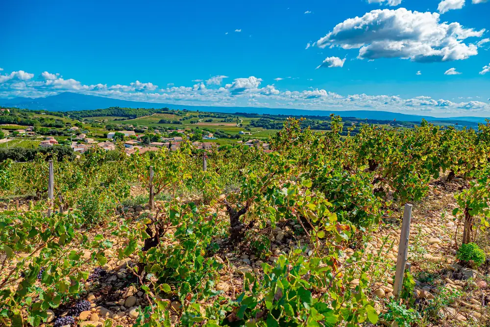 The best wines from Châteauneuf-du-Pape