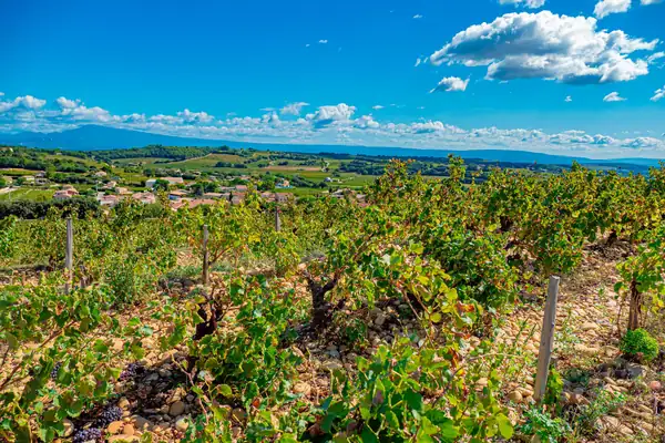 Los mejores vinos de Châteauneuf-du-Pape