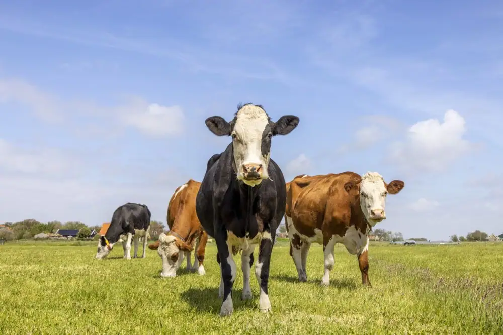 Tracking corporate climate goals for meat & dairy is more crucial than ever