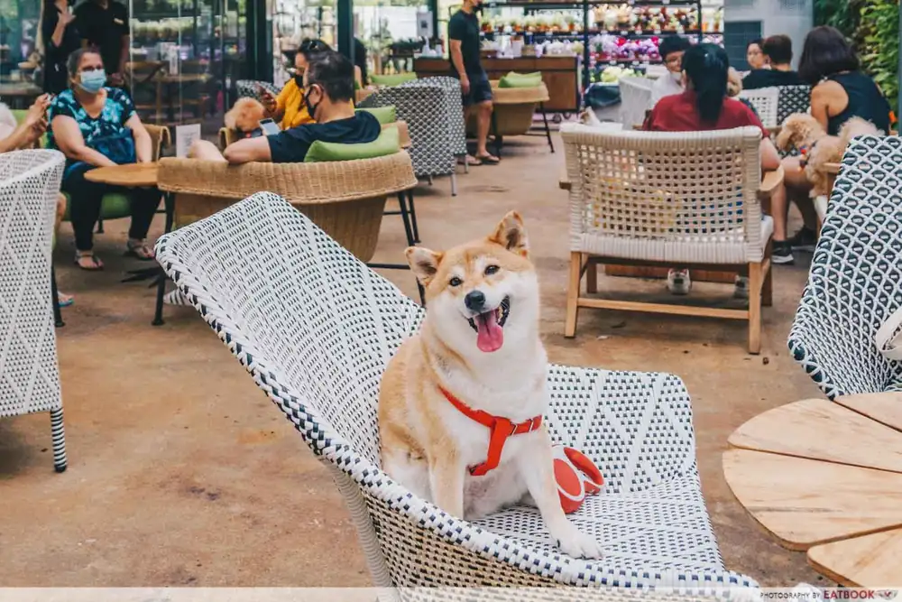 Canopy HortPark Review: Pet-Friendly Garden Cafe With Truffle Ikura Pasta And More