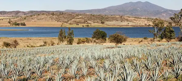 ¿Qué sucede cuando tratas la elaboración del tequila como si fuera champán?