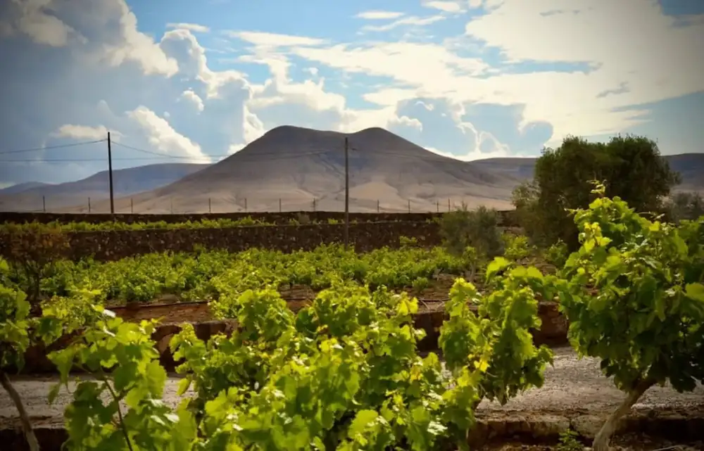 Conatvs Wineries: Between Wines and Volcanoes, Fuerteventura