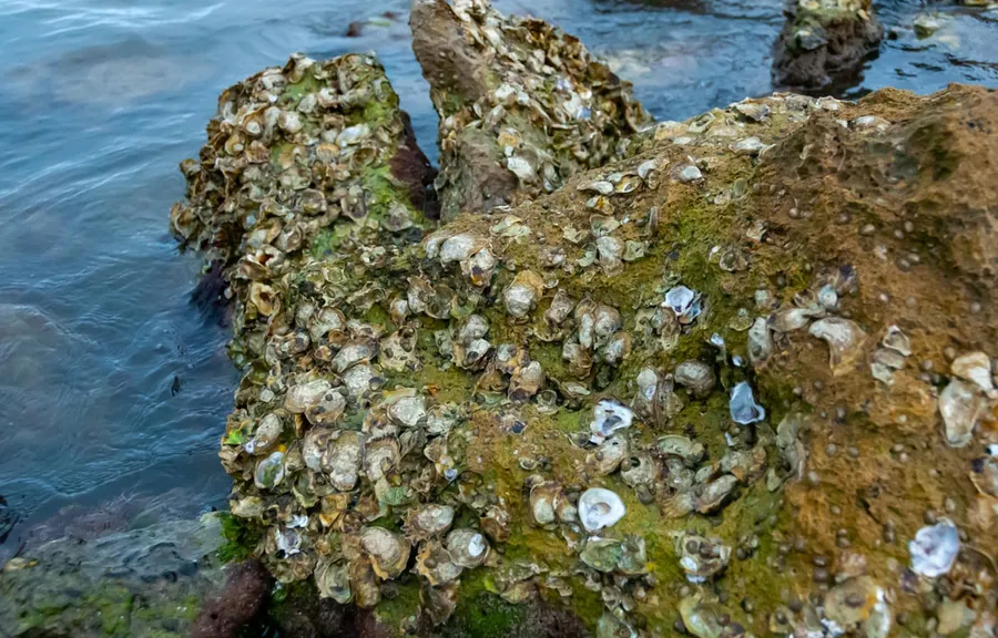 Florida acepta comentarios del público sobre la gestión de las ostras de Big Bend
