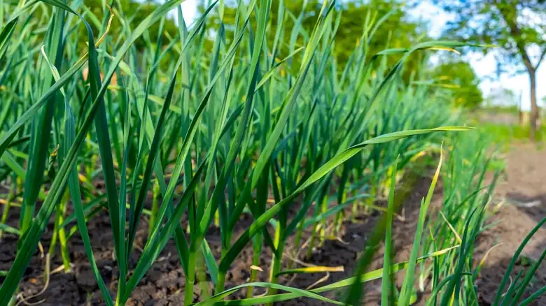 Green Garlic Is The Scallion Look-Alike That's Ready For Any Dish