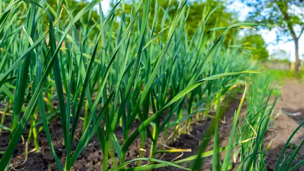 Green Garlic Is The Scallion Look-Alike That's Ready For Any Dish