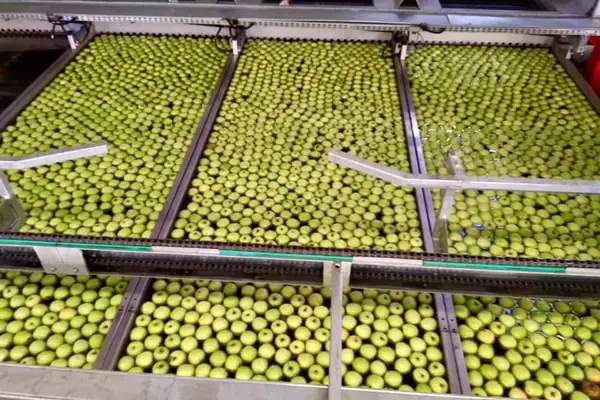 Speculation causes problems for Polish apple exports