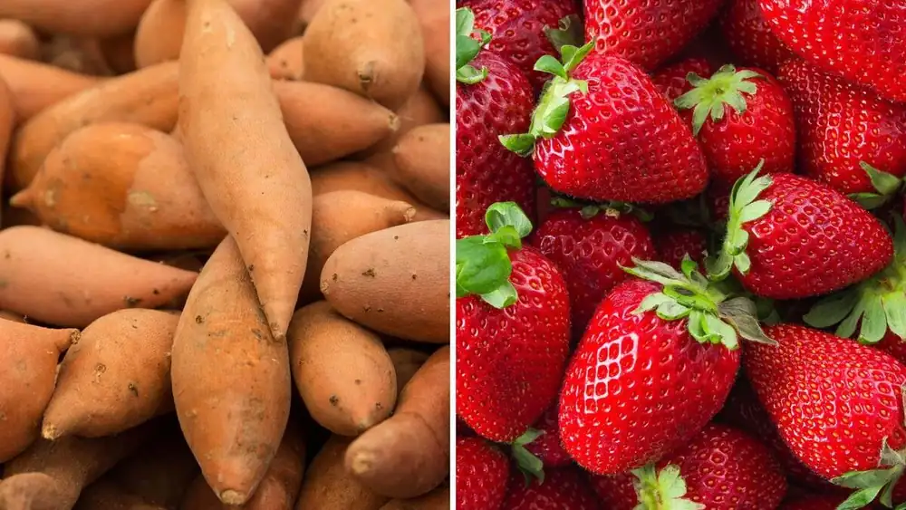 Egipto exporta 160.000 toneladas de alimentos en el comercio semanal; las batatas y las fresas lideran las ventas