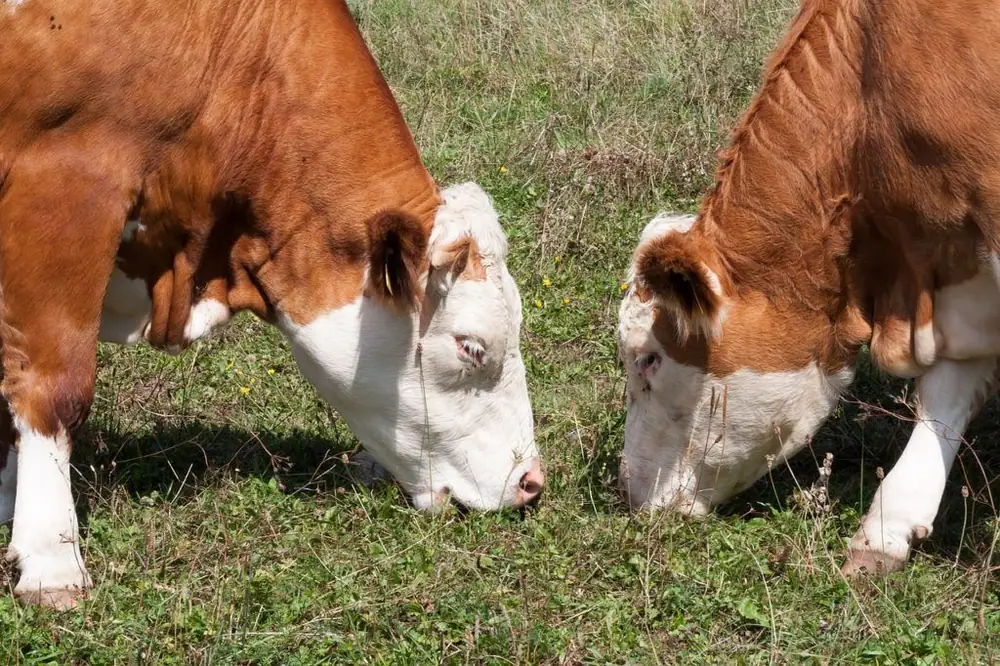 Report: US Grass-Fed Beef Market Doubling Every Year, But Scaling Challenges Remain
