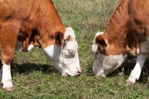 Report: US Grass-Fed Beef Market Doubling Every Year, But Scaling Challenges Remain