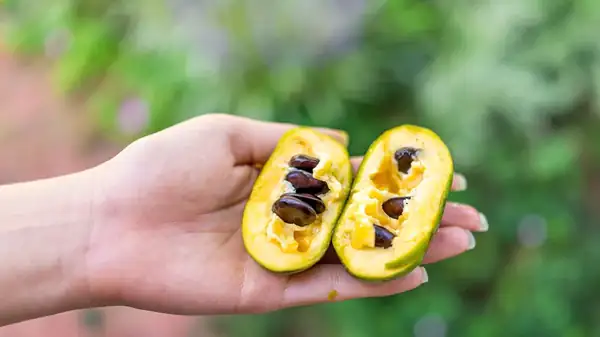 La fruta comestible más grande de Norteamérica es una de la que probablemente nunca hayas oído hablar