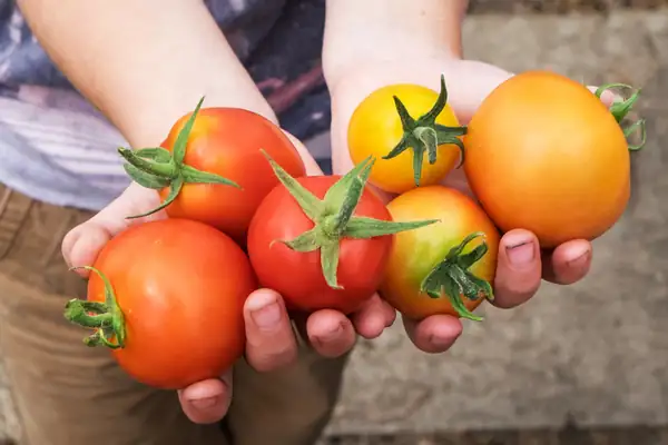 Mexico has preserved a wide diversity of heirloom tomatoes after 2,600 years of cultivation
