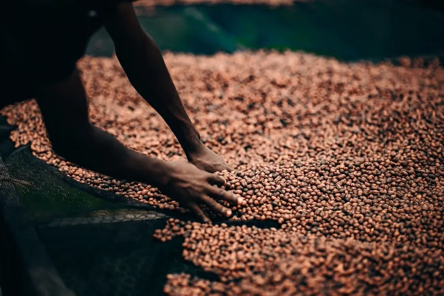 High-Scoring Microlots Head to Best of Congo Cooperatives Auction