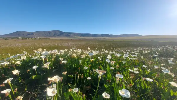 El imperativo agrícola y ecológico de la Exposición de Flores Silvestres de Darling