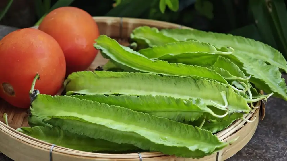 The legume that looks like it has feathers: what is the winged bean and why is it called that?