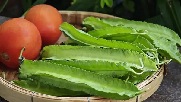 The legume that looks like it has feathers: what is the winged bean and why is it called that?