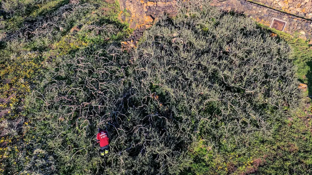 Safeguarding Unique Olive Farming Traditions on Italy’s Pantelleria Island