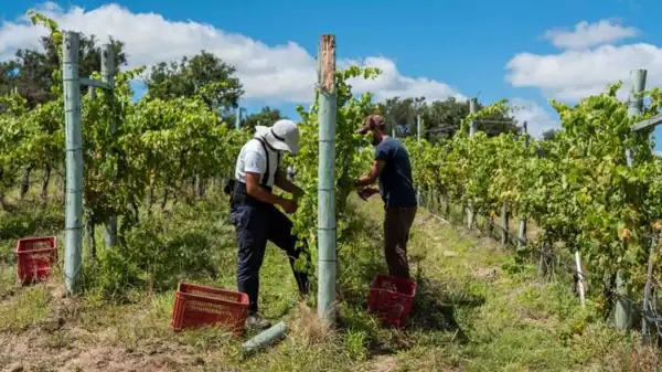 Uruguay y el vino, según CNN, es la nueva Toscana con Bodega Garzón (gracias al océano y a un enólogo italiano)