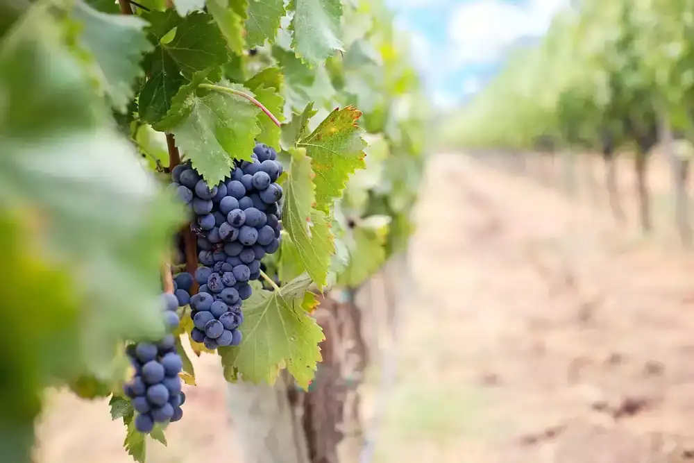 Côtes du Rhône Villages: the small Rhône appellation that every wine lover should know
