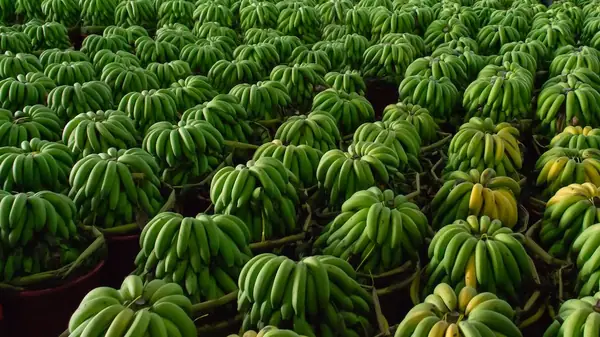 AgroSustain aims to curb food waste with time-release biologicals