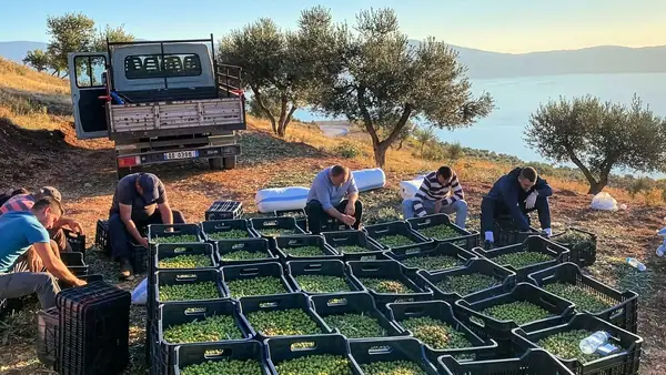 Un productor albanés ve potencial global en las variedades de olivo autóctonas