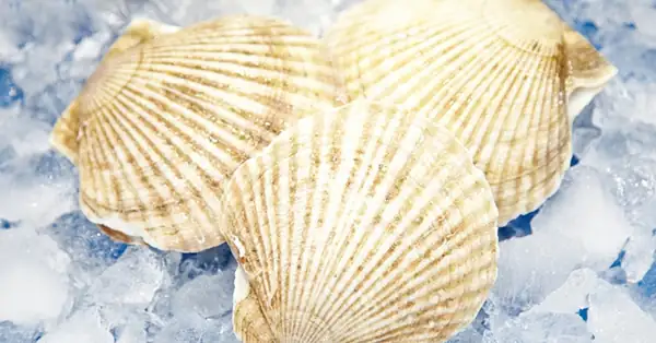 [Seasonal Recipe] Light and Flavorful Shellfish, Scallops