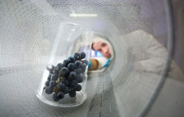 The Edmund Mach Foundation has created the world's first grape metabolomic atlas