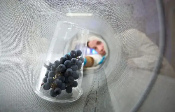 The Edmund Mach Foundation has created the world's first grape metabolomic atlas