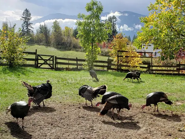 A Canadian Wine Pro on What To Drink With The Turkey