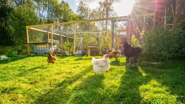 'Free Range Chicken' May Not Mean What You Think It Does