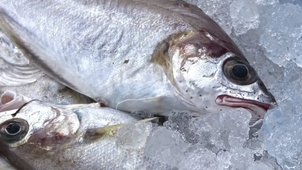 Técnicas de cocción aplicadas al pescado y al marisco