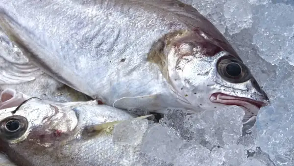 Cooking techniques applied to fish and seafood