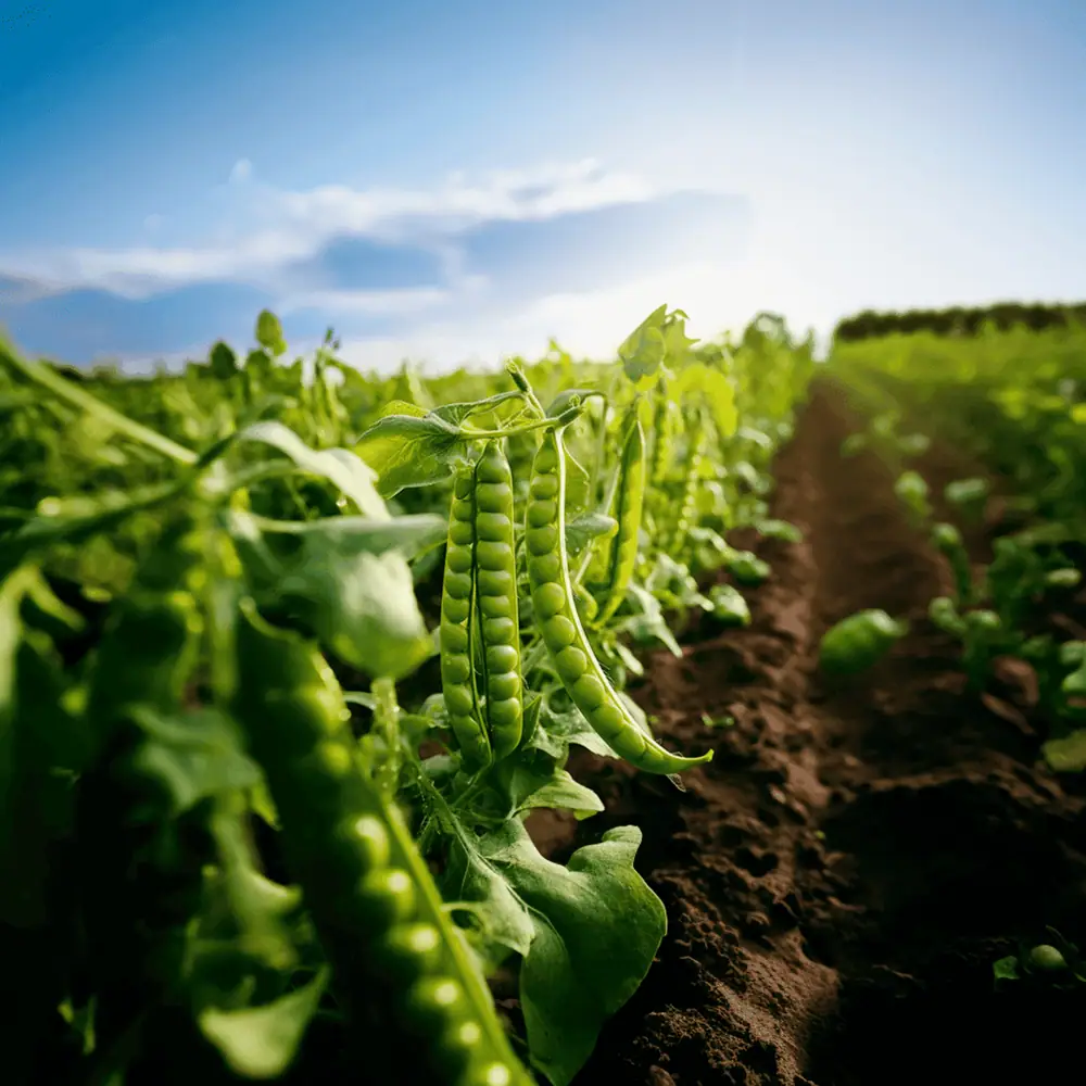 Swedish Cooperative Lantmännen Invests SEK 1.2 Billion in New Pea & Faba Protein Facility