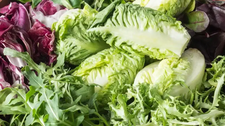 24 Types Of Lettuce For Salads, Sandwiches, And Beyond