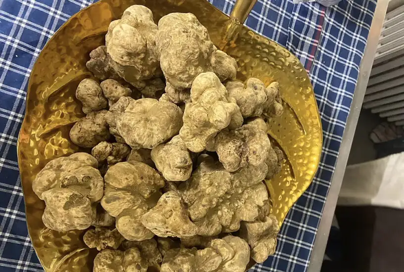 Sandrino Romanelli y Sandrino Tartufi, referentes de la trufa fresca en Langhe